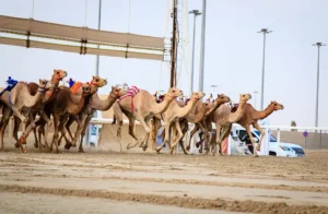 Camel Racing